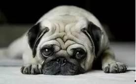 巴哥最新爆料新闻联播